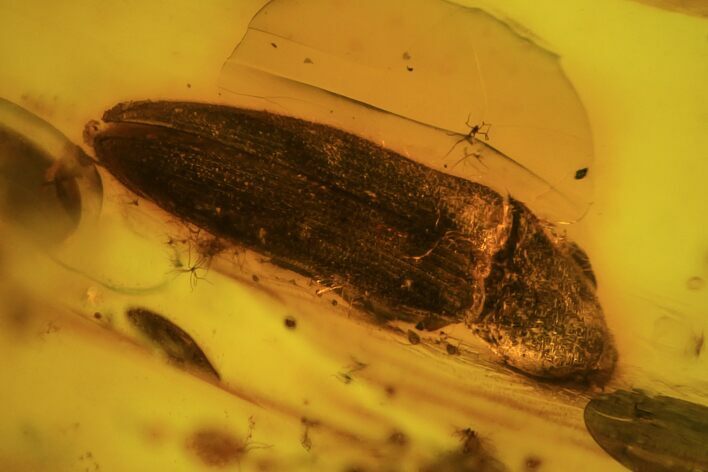 Detailed Fossil Beetle (Coleoptera) In Baltic Amber #81724